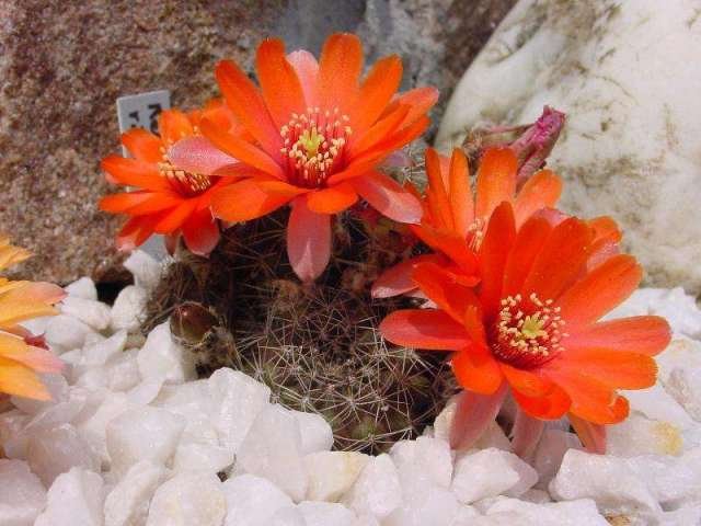 Rebutia_ritteri